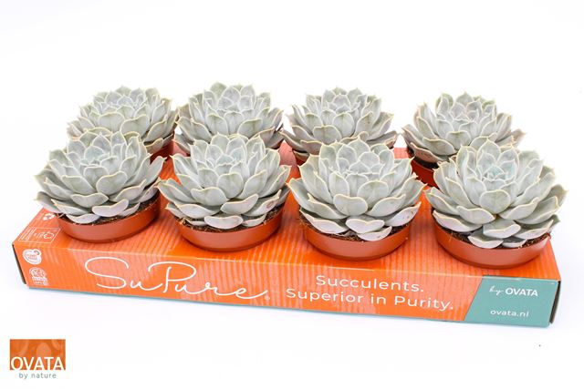 Picture of Echeveria lilacina pearls