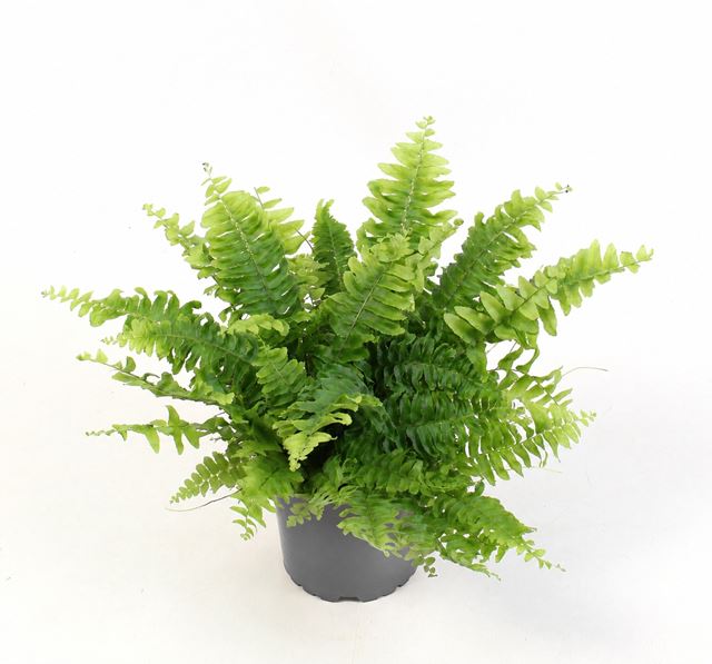 Picture of Nephrolepis exaltata boston