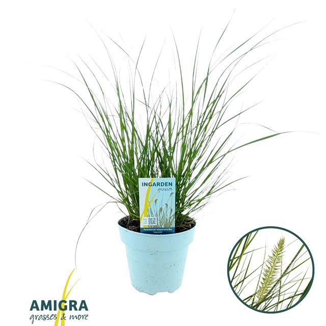 Picture of Pennisetum alopecuroides hameln