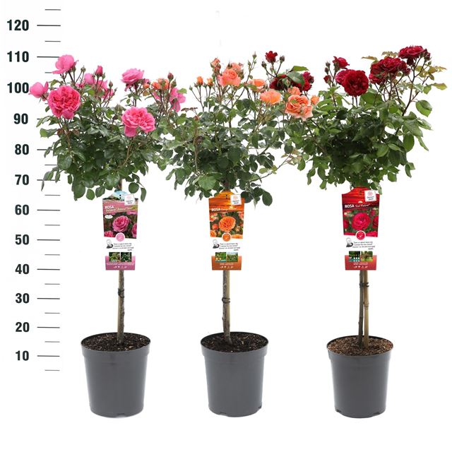 Picture of Rosa exclusive collection mix stem 060cm