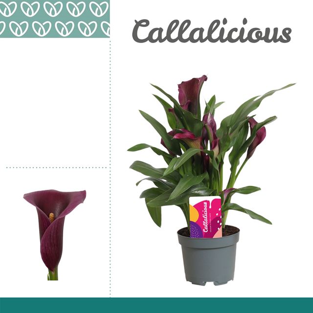 Picture of Zantedeschia (calla) purple