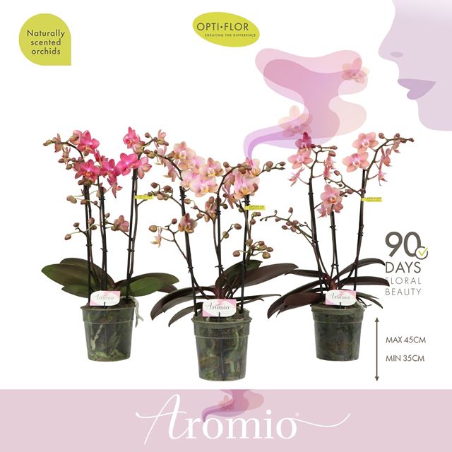Picture of Phalaenopsis 03-stem aromio mix