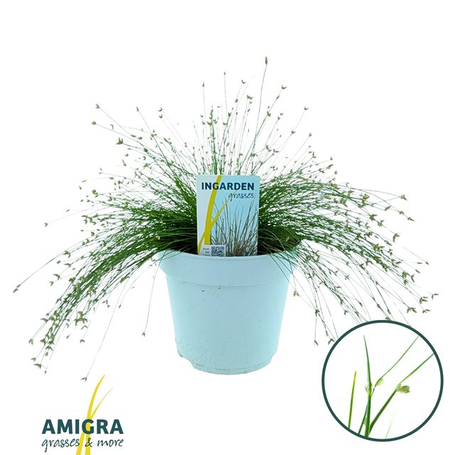 Picture of Scirpus isolepis