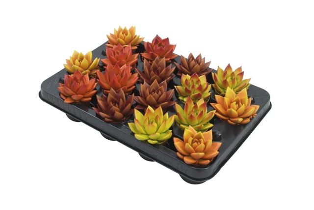Picture of ECHEVERIA MIRANDA BICOLOR AUTUMN MIX