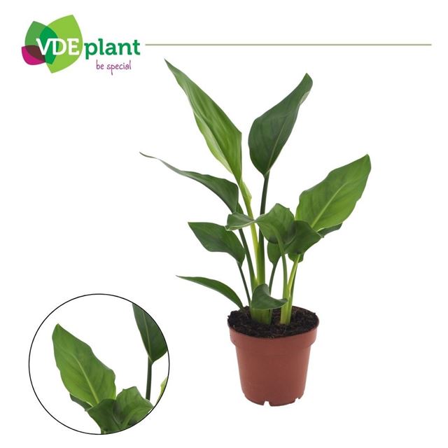 Picture of Strelitzia reginae