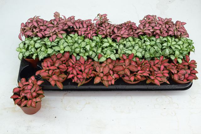 Picture of FITTONIA MIX SMALL LEAVED