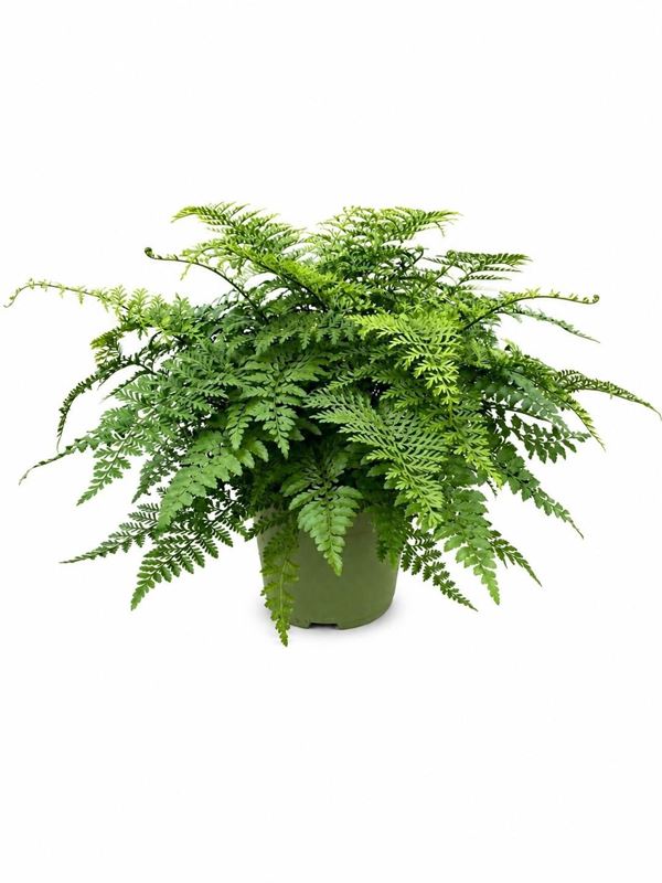 Picture of Asplenium parvati