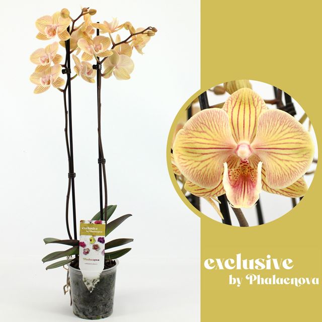 Picture of Phalaenopsis 02-stem karen