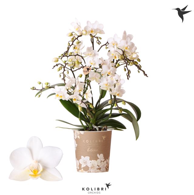 Picture of PHALAENOPSIS KOLIBRI LIBERTY WHITE