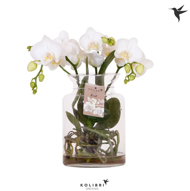 Picture of Phalaenopsis roots white in glass