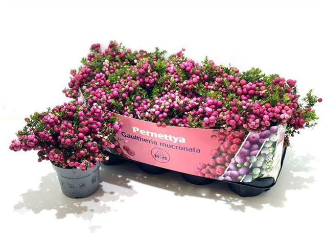 Picture of GAULTHERIA MUCRONATA (PERNETTIA) RED