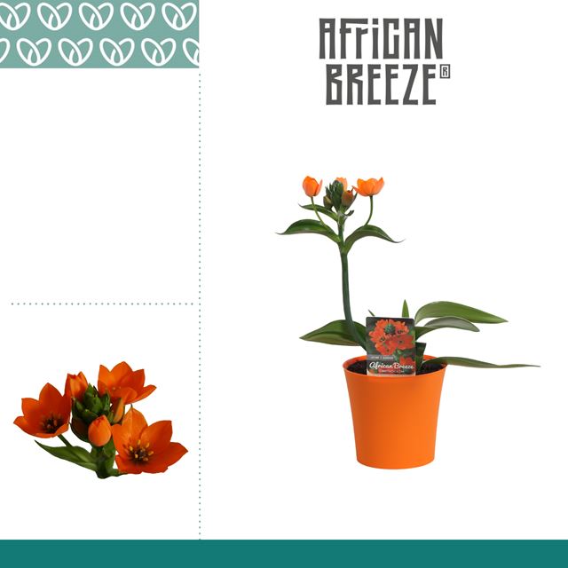 Picture of Ornithogalum dubium orange decopot