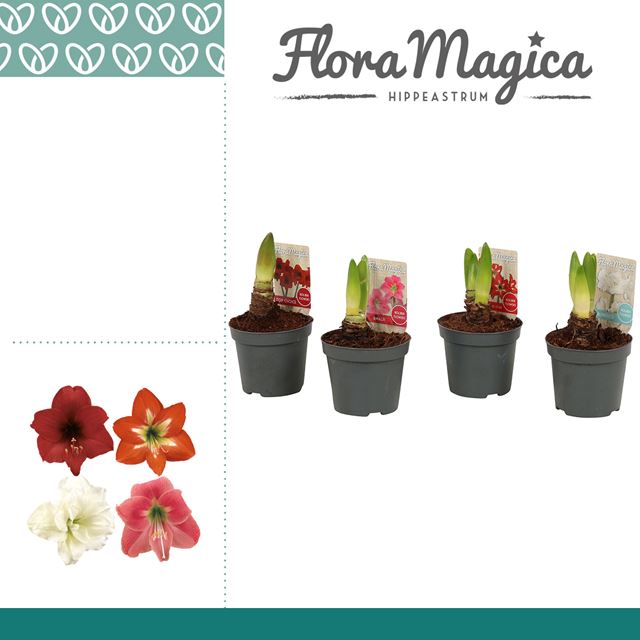 Picture of HIPPEASTRUM 01-FL KOLIBRI MIX