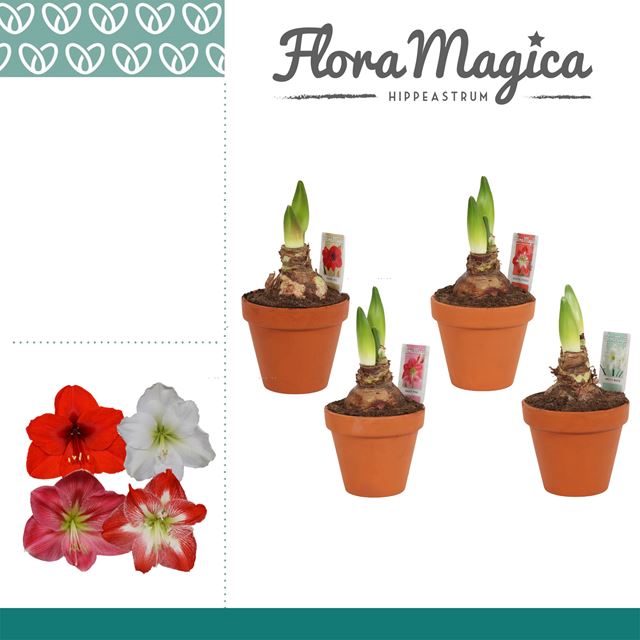 Picture of HIPPEASTRUM 02-FL MIX IN TERRACOTTA POT