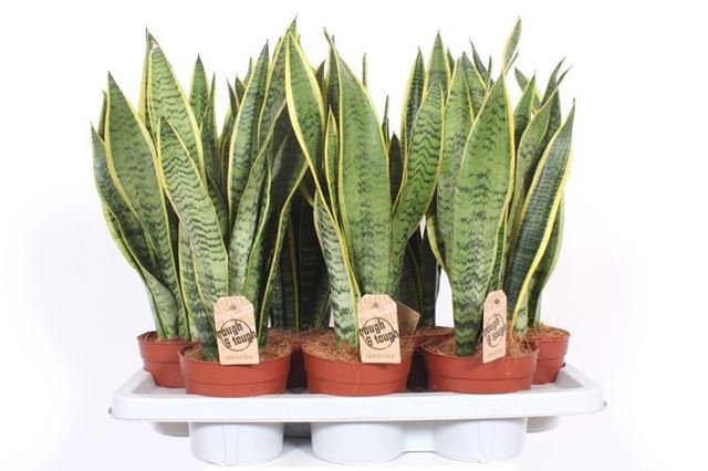 Picture of SANSEVIERIA TRIFASCIATA LAURENTII