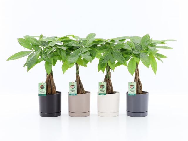 Picture of Pachira aquatica in ceramic