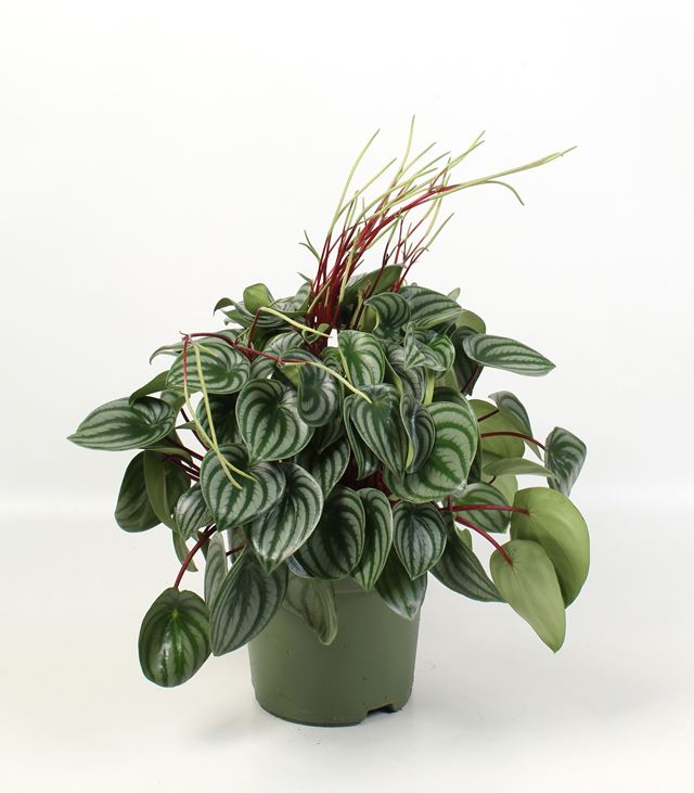 Picture of Peperomia argyreia