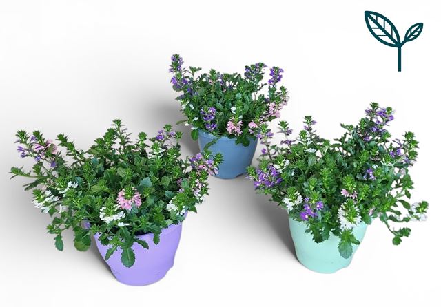 Picture of Scaevola fanfana trio