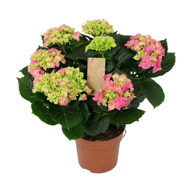 Picture of Hydrangea macrophylla 07 fl pink