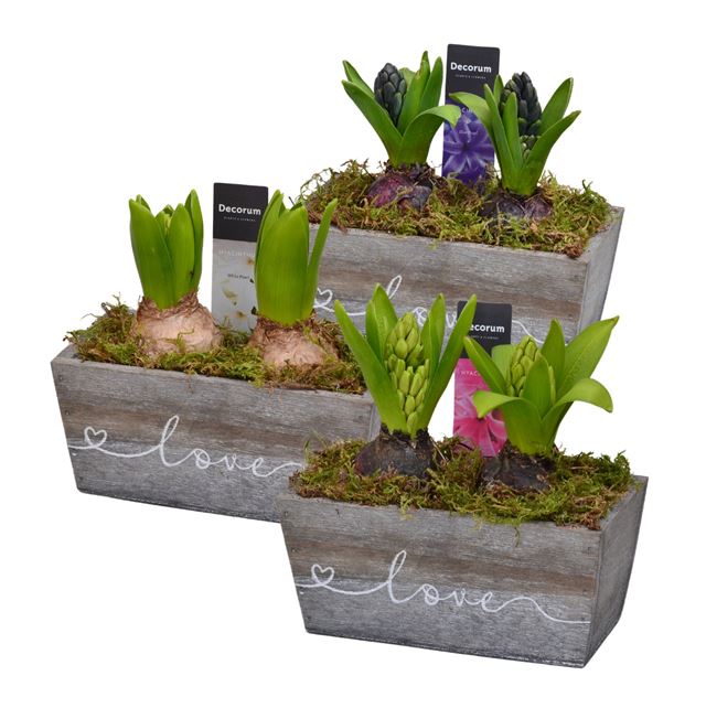 Picture of HYACINTHUS 02BULBS WOOD LOVE