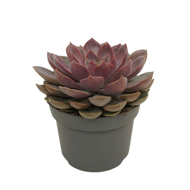 Picture of Echeveria mina