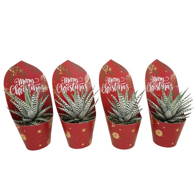 Picture of HAWORTHIA BIG BAND + XMAS COVER