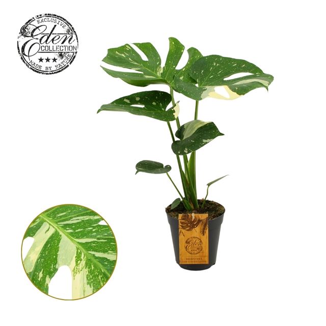 Picture of MONSTERA DELICIOSA THAI CONSTELLATION