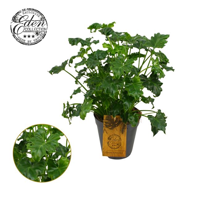 Picture of PHILODENDRON ATLANTIS