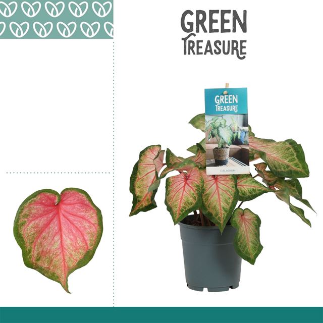 Picture of CALADIUM PINK