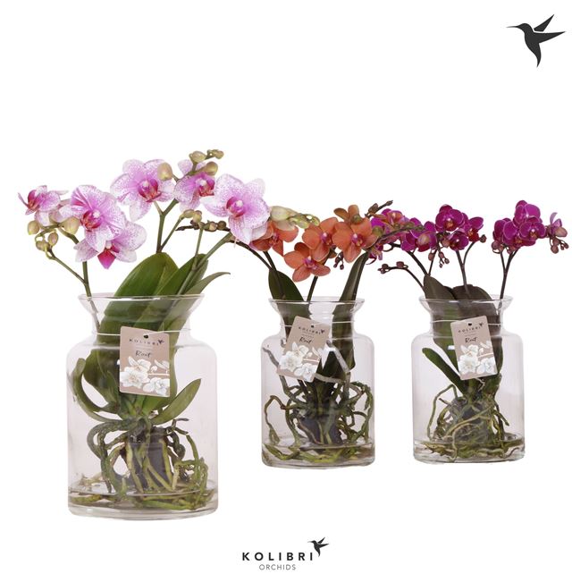 Picture of PHALAENOPSIS ROOTS MIX IN GLASS