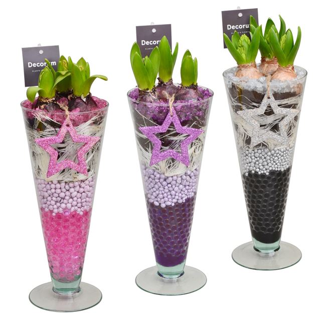 Picture of HYACINTHUS 03BULBS GLASS