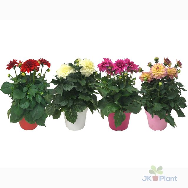 Picture of Dahlia hypnotica mix