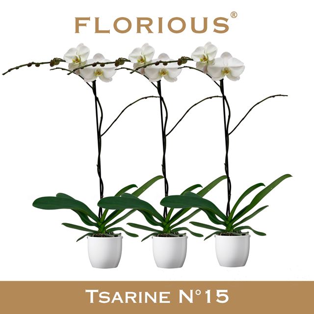 Picture of Phalaenopsis 01-stem tsarine white in ceramic