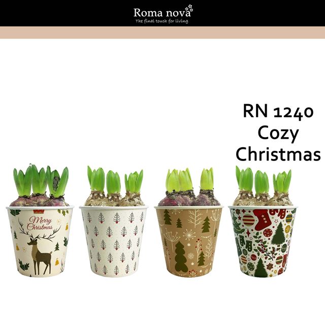 Picture of HYACINTHUS 03BULBS CUP CARTON