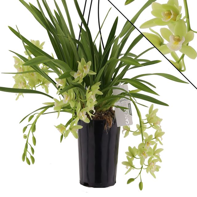 Picture of CYMBIDIUM 03-STEM CASCADE JENNIFER