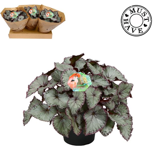 Picture of BEGONIA REX HAWAIIAN SILVER