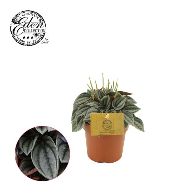 Picture of PEPEROMIA NAPOLI NIGHTS