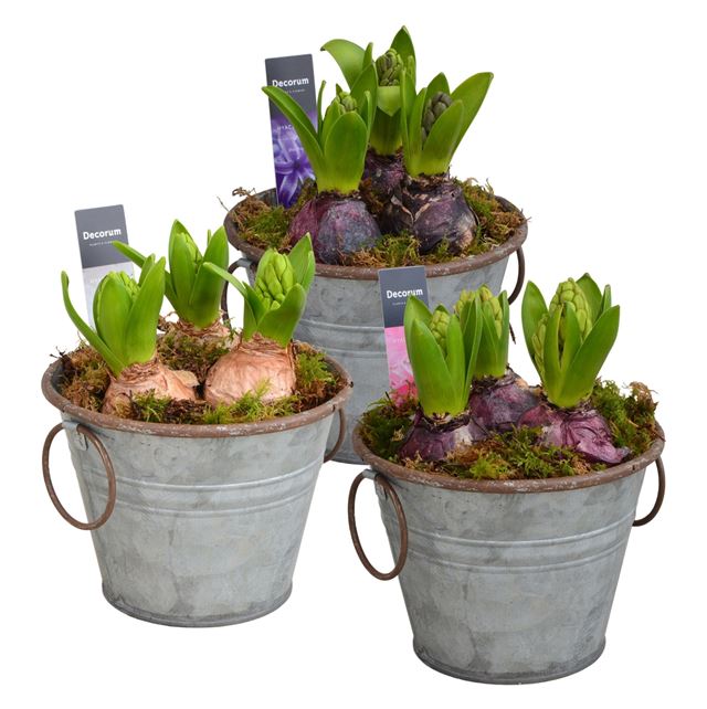 Picture of HYACINTHUS 03BULBS ZINC RUSTIC