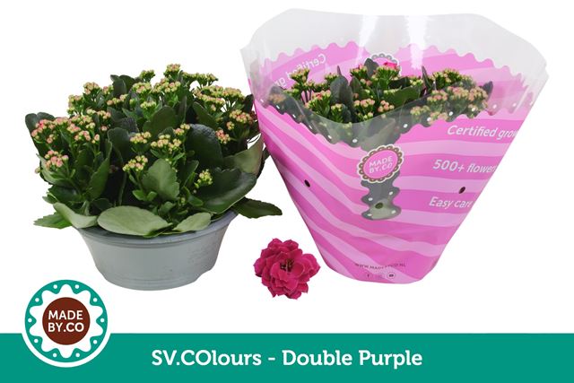 Picture of Kalanchoe double purple bowl