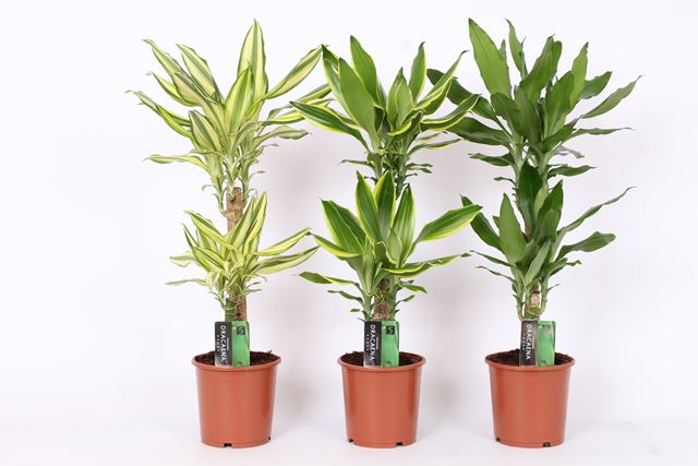 Picture of DRACAENA FRAGRANS 3 VARIETY MIX 045-20