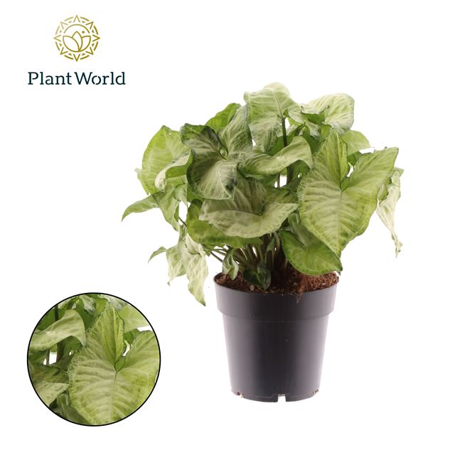 Picture of SYNGONIUM PODOPHYLLUM WHITE BUTTERFLY