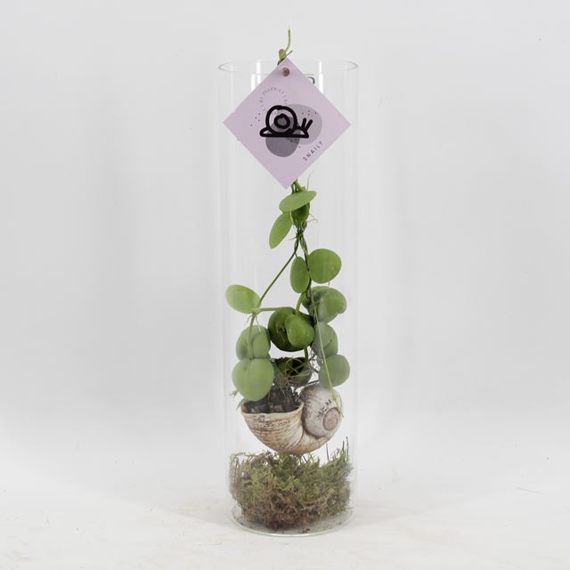 Picture of SNAILY IN GLASS CYLINDRE