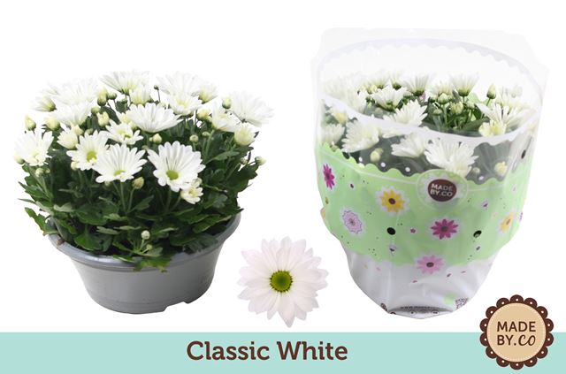 Picture of Chrysanthemum indicum bowl white