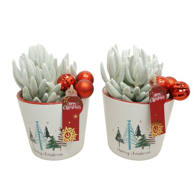 Picture of SENECIO MONT BLANC IN XMAS CERAMIC