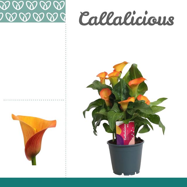 Picture of Zantedeschia orange