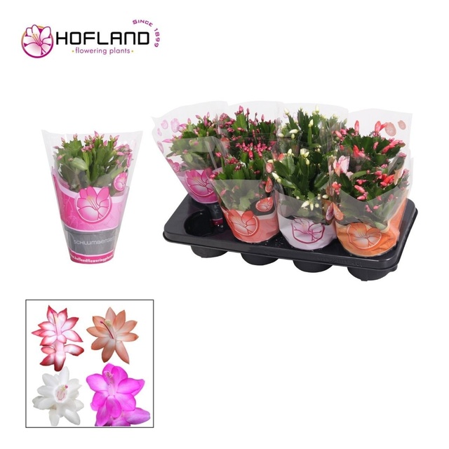 Picture of Schlumbergera mix