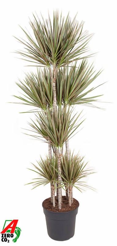Picture of DRACAENA MARGINATA BICOLOR CARROUSEL 120CM