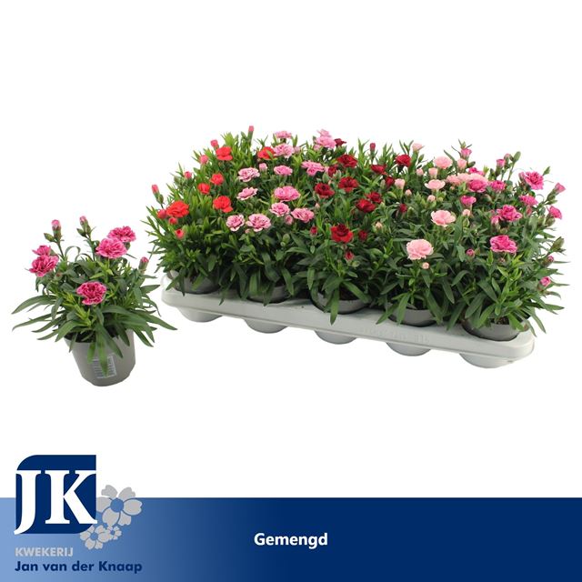 Picture of Dianthus mix