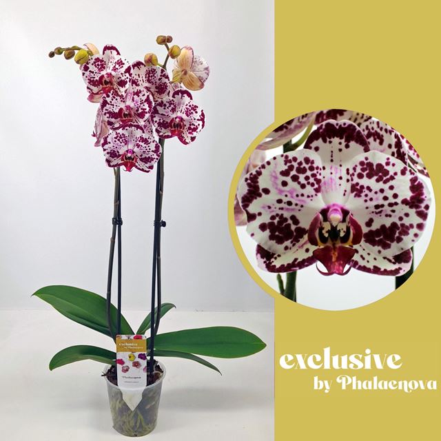 Picture of PHALAENOPSIS 02-STEM MONDRIAAN