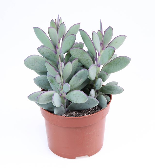 Picture of Senecio crassissimus